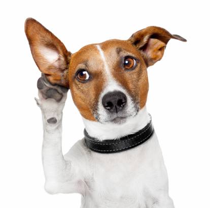 Surdité Chez Le Chien - France