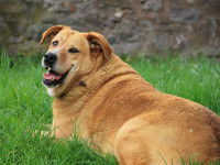 Un chien obèse allongé dans l'herbe