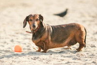 Un Teckel en surpoids sur la plage avec une balle