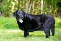Un Labrador noir obèse dans un parc
