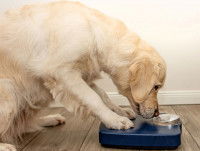 Un chien en surpoids sur une balance