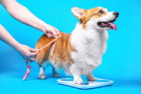 Une femme en train de prendre les mensurations d'un Corgi