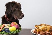 Les aliments pour chien en surpoids ou obèse