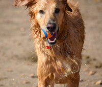 Faire faire de l'exercice à un chien en surpoids