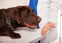 Les médicaments pour faire maigrir un chien obèse