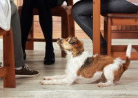 Un chien réclame à manger à table