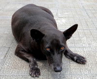Un chien trop gros allongé dans la rue