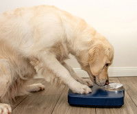 Peser son chien