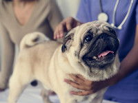 Un vétérinaire évalue la corpulence d'un Carlin