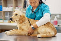 Une femme vétérinaire ausculte un jeune Golden Retriever