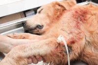 Un chien blessé et inconscient sur une table vétérinaire