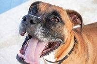 Un chien avec la gueule grande ouverte et la langue pendante