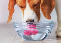 Zoom sur un Beagle qui boit de l'eau dans une gamelle en verre