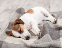 Un petit chien a mal au ventre et se repose sur une couverture