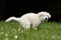 Un petit chien blanc fait caca dans le jardin