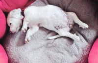 Un chien avec un ventre gonflé est allongé sur le dos