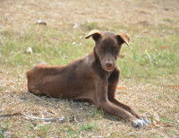 Un chien très mince est couché sur l'herbe