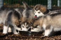 Des chiots Husky se jettent sur leur gamelle