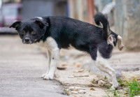 Un chien urine sur le sol