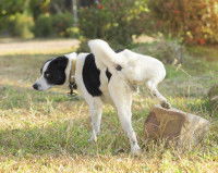 Un chien noir et blanc tente de faire pipi dans un champ