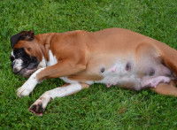 Une femelle Boxer est couchée dans l'herbe