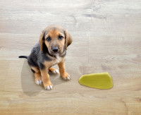 Un chiot a fait pipi jaune sur le parquet
