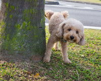 Un Caniche tente de faire pipi contre un arbre