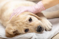 Un chien malade est examiné par un vétérinaire
