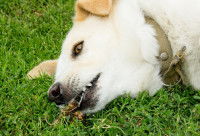Un Labrador est pris de convulsions dans l'herbe