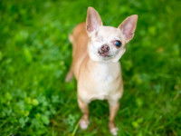 Un Chihuahua borgne assis dans l'herbe dans un jardin