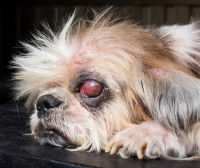 Un petit chien avec du sang dans l'oeil