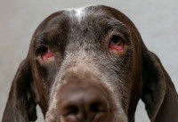 Un chien avec les yeux rouges et pendants