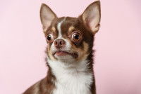 Un Chihuahua avec deux yeux qui louchent sur un fond rose