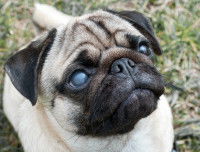 Un chien Carlin avec les yeux blancs à cause d'une cataracte