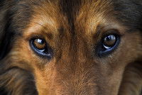 Vue proche des yeux d'un chien de type Colley
