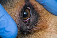 Un chien avec des taches rouges dans l'oeil