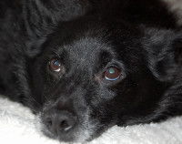 Un chien noir avec des taches blanches dans les yeux