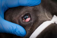 Un chien avec apparition de la troisième paupière à cause d'une infection
