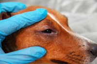 Un chien avec des croûtes au bord de l'oeil
