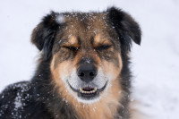 Un chien en train de cligner des yeux dans la neige