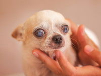 Un Chihuahua avec les yeux voilés