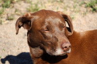 Un chien marron avec les yeux fermés