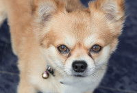 Un petit chien avec les yeux qui pleurent