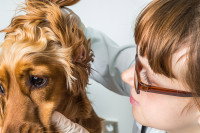 Une femme examine l'oreille d'un chien