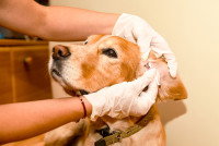 Une femme nettoie l'oreille de son chien