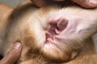 Une femme regarde un chien avec une oreille gonflée