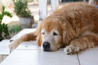 Un vieux Golden Retriever est allongé sur une terrasse
