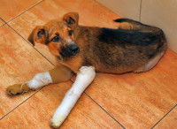 Un chien avec un plâtre et un bandage est allongé sur un parquet