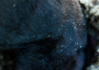 Un chien noir avec des squames dans le pelage