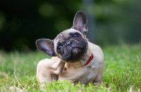 Un chiot French Bulldog se gratte dans le jardin